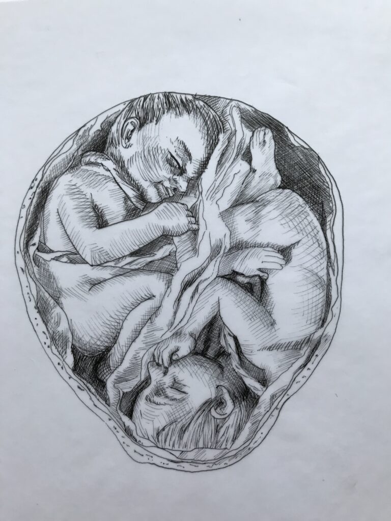 Zeichnung Zwillinge Embryos in Gebärmutter