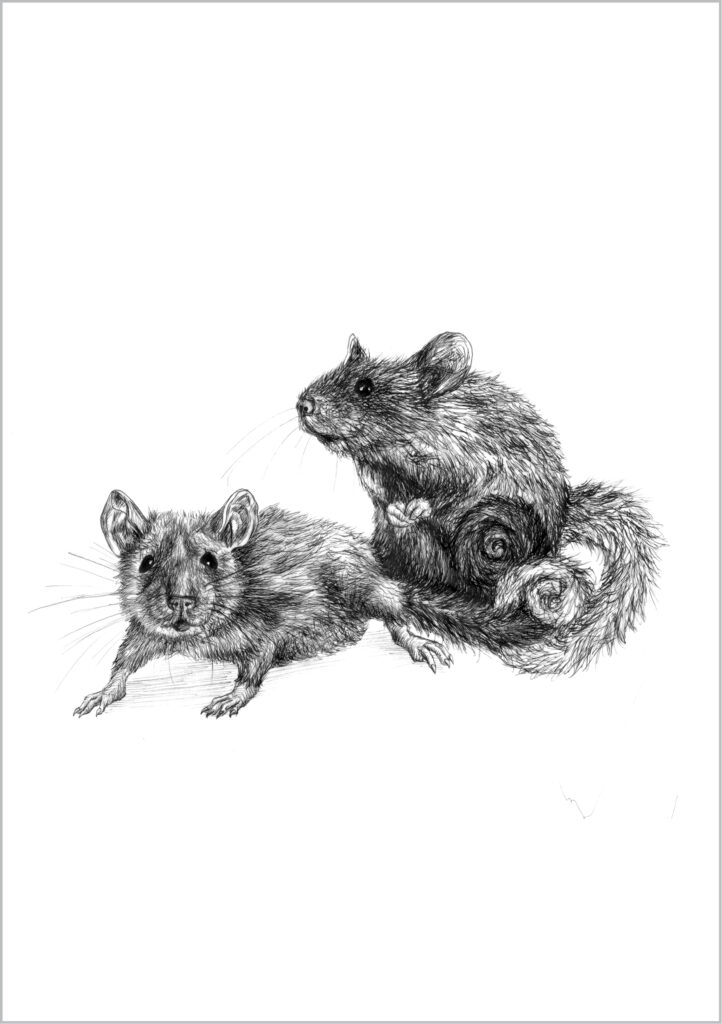 Buchillustration Tuschezeichnung, zwei Hörnchen mit buschigem Schwanz